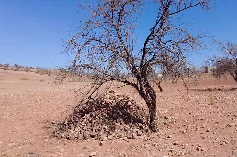 الجفاف يفتك بأشجار اللوز