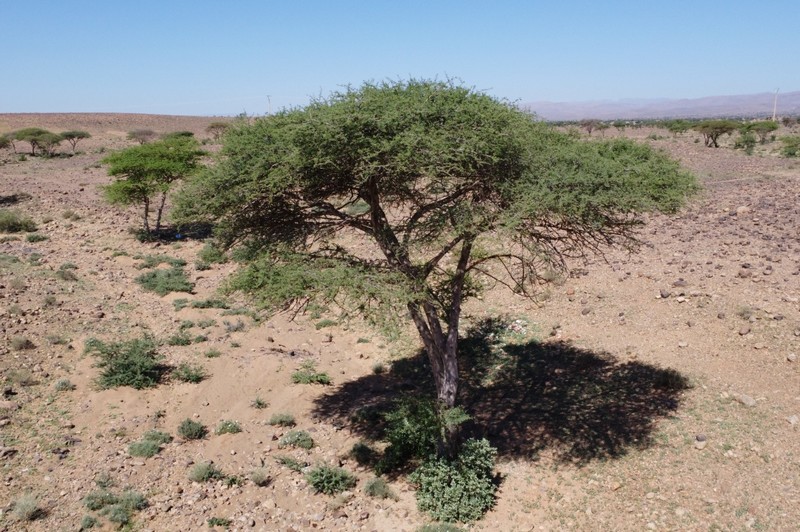 أشجار الطلح بأرجاء الجنوب الشرقي .. الاندثار يتربص بكنز بيئي واقتصادي