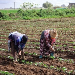 ملفات عالقة تنتظر وزير الفلاحة الجديد