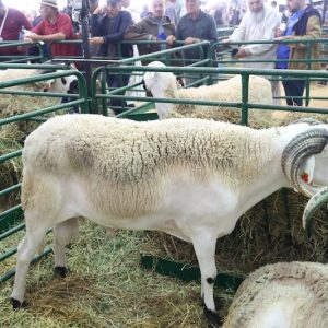 المعرض الدولي للفلاحة بمكناس يبهر الزوار بفحول الأغنام والأبقار