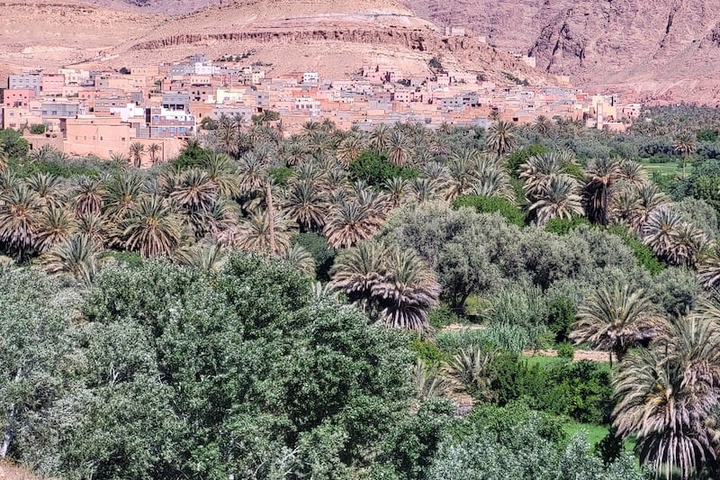واحات النخيل تنتعش بدرعة تافيلالت