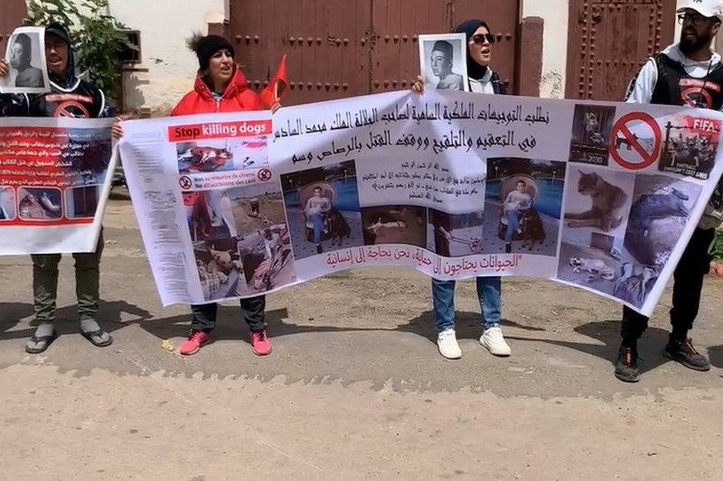 حملة رقمية تدعو إلى وقف قتل الكلاب الضالة واعتماد "حلول إنسانية"