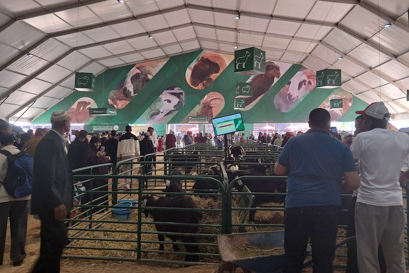 المعرض الدولي للفلاحة يواكب طموحات الشباب المهتمين بتربية المواشي