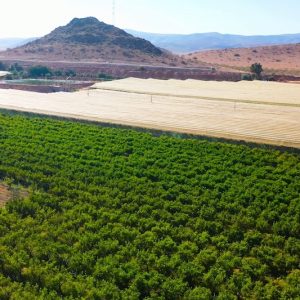 التساقطات المطرية الأخيرة تحيي آمال انتعاش الفلاحة بجهة الشرق