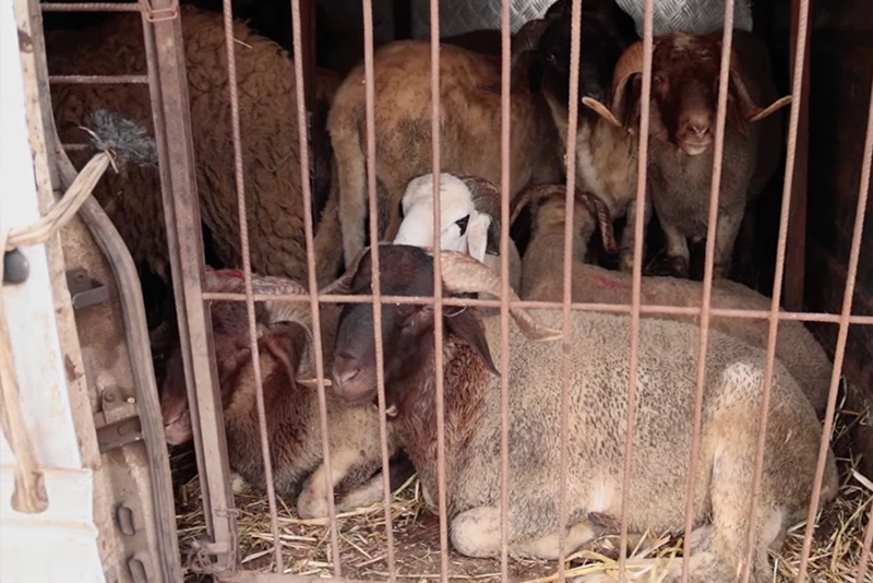 نفوق أغنام بمجازر البيضاء