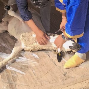 إشاعة "غرامة ذبح الأضاحي" في المغرب .. خبراء: لا عقوبة بدون نص