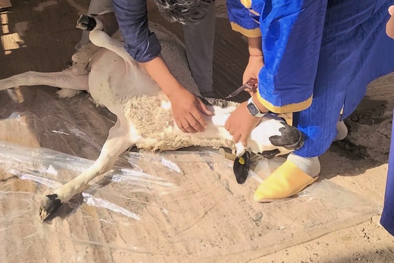 إشاعة "غرامة ذبح الأضاحي" في المغرب .. خبراء: لا عقوبة بدون نص