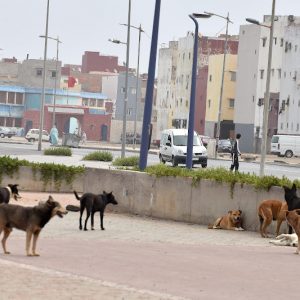 الكلاب الضالة في الشوارع .. خطر يهدد الأمن الجسدي والنفسي للمغاربة