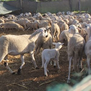عصابة تتربص بالمواشي في شفشاون