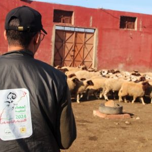 منطق السوق ونتيجة الإحصاء يثيران الجدل حول تراجع الأغنام بالمغرب