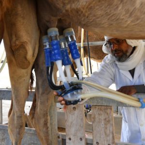 حليب الناقة ينعش آمال مناطق مهمشة في تونس