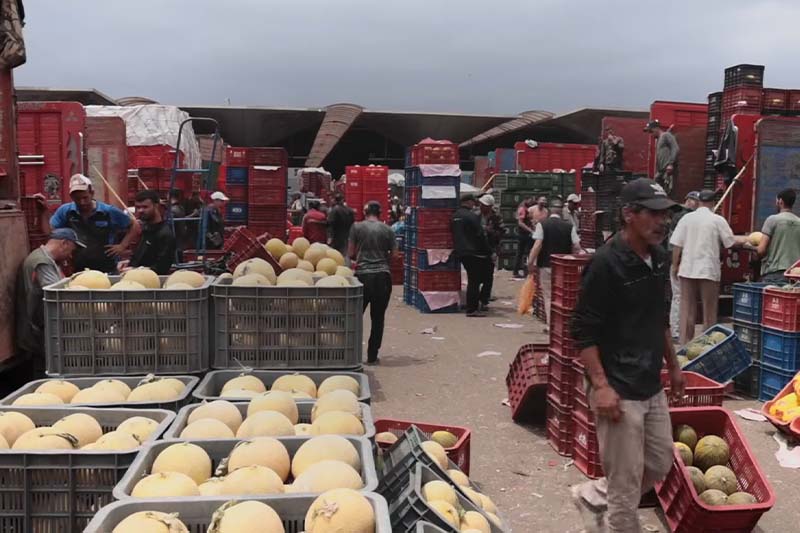 تراجع أسعار البطيخ الأصفر