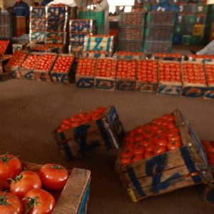 أسعار الطماطم تحلق عاليا في أسواق المغرب.. ومطالب بتسقيف التصدير
