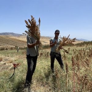من المختبر إلى الحقل.. محصول "الكِينْوا" المقاوم للجفاف يَزيد المردودية