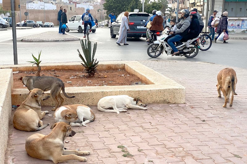 المغرب يحمي الحيوانات الضالة