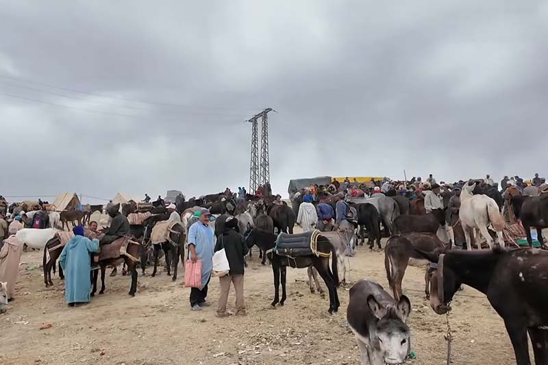 أكبر سوق للحمير في المغرب