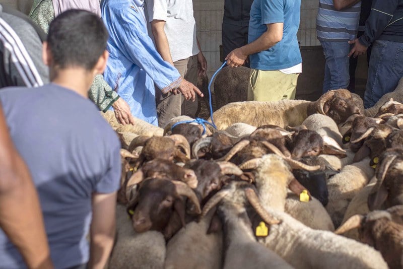 مهنيون يرصدون انتعاش سوق الأغنام بالمغرب وتحسن تدريجي للكسابة