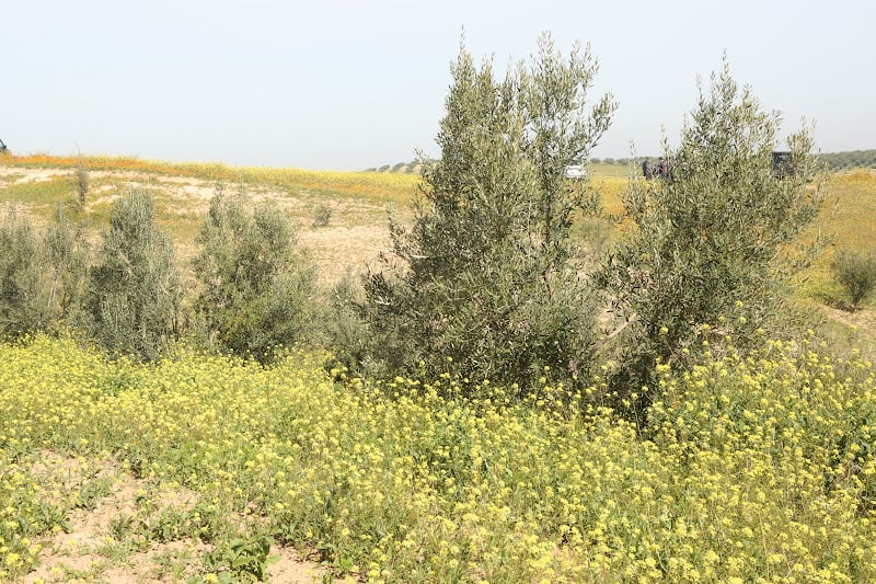 اجتياح الجرذان يلتهم محاصيل بالعرائش
