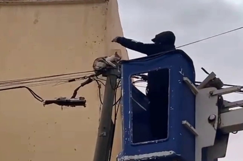 إنقاذ قطة عالقة في عمود كهربائي بمدينة العروي