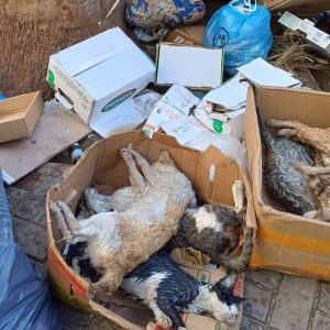 جمعية تستنكر تسميم قطط بالناظور