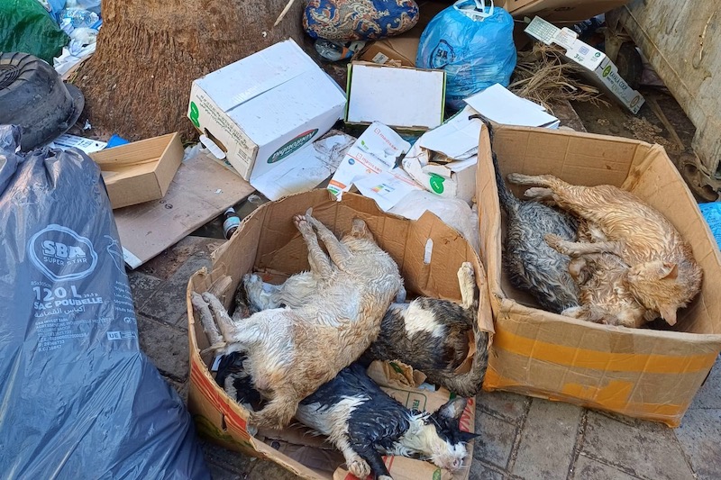 جمعية تستنكر تسميم قطط بالناظور