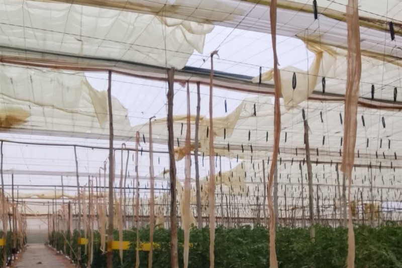 ‪الرياح تتلف محاصيل فلاحية باشتوكة‬