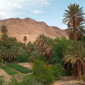 استفزاز على حدود فكيك .. جيش الجزائر يطلق النار لترهيب فلاحين مغاربة