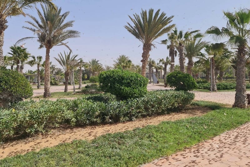 الجراد الصحراوي يثير القلق بالعيون