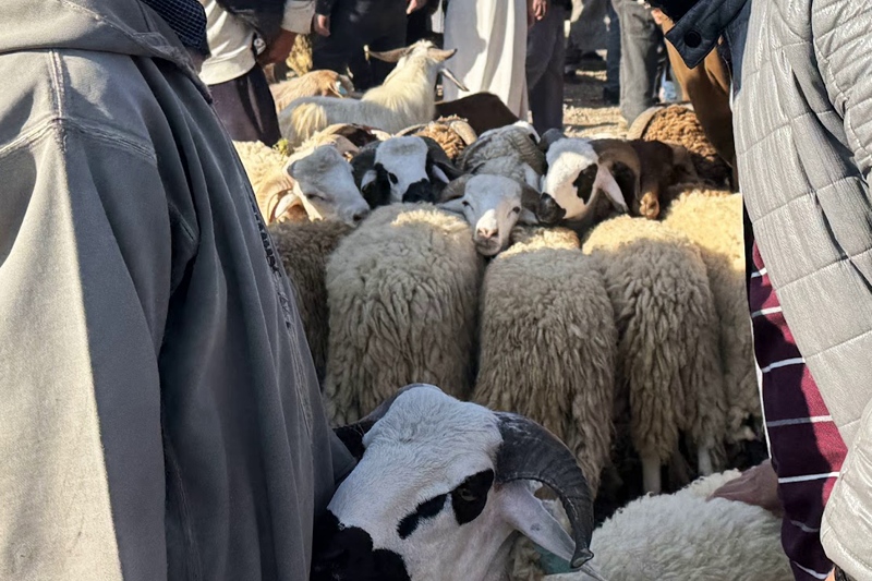 رصيف الصحافة: أكباش "العيد الكْبير" تتحدى إجراءات محاربة "الشناق الصغير"