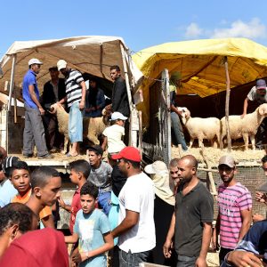 جمعية مربي الأغنام: تنظيم 35 سوقا مؤقتة يضمن ضبط أسعار الأضاحي
