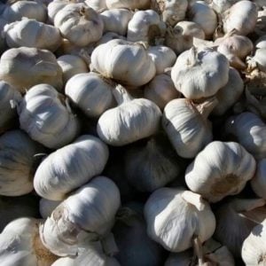 مهنيو الثوم يؤكدون استقرار الأسعار