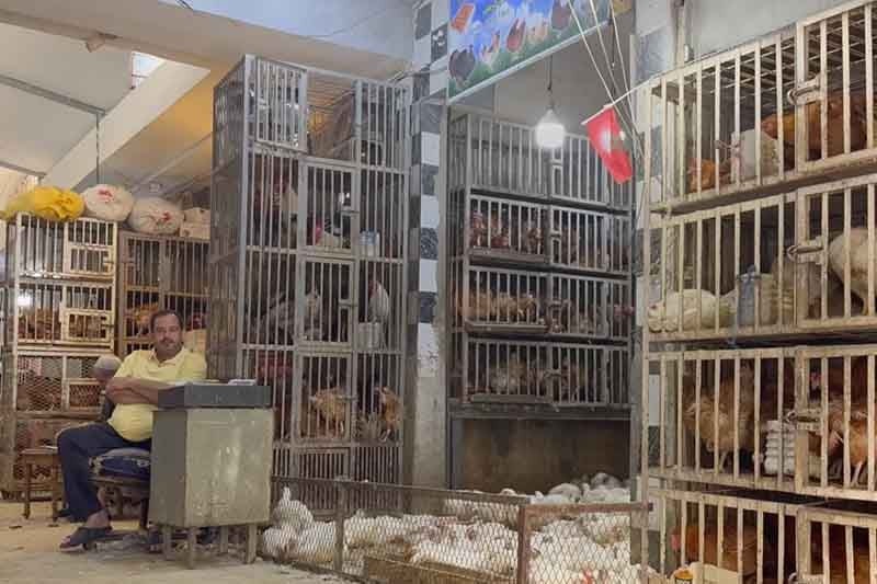 سعر الدجاج بـ 22 درهما