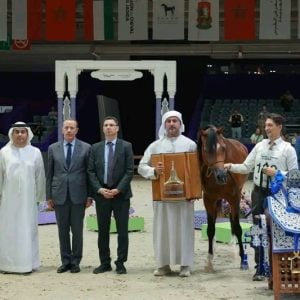 "جمال الخيول العربية".. تميّز إماراتي عماني وحضور مغربي بالفحول