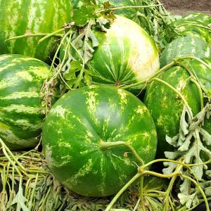 طاطا تمنع زراعة البطيخ خارج الواحات