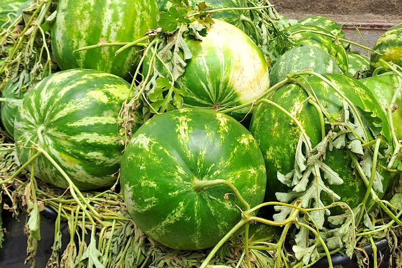 طاطا تمنع زراعة البطيخ خارج الواحات