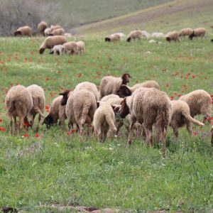 تحديات مناخية واقتصادية تخيم على موسم الزراعات العلفية في المغرب