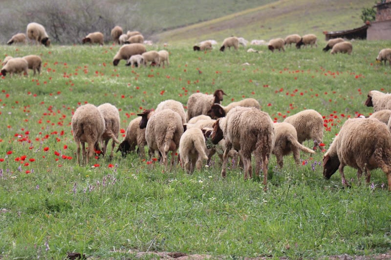 تحديات زراعة العلف في المغرب: ارتفاع التكاليف وغياب اليد العاملة