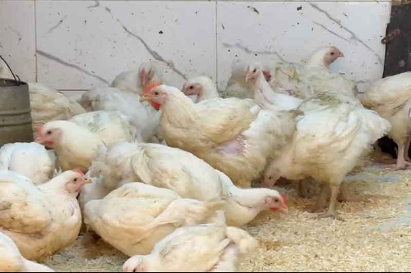 قفزة جديدة في أسعار الدجاج