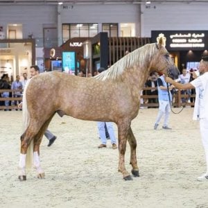 معرض الفرس يتوّج أجود الخيول البربرية