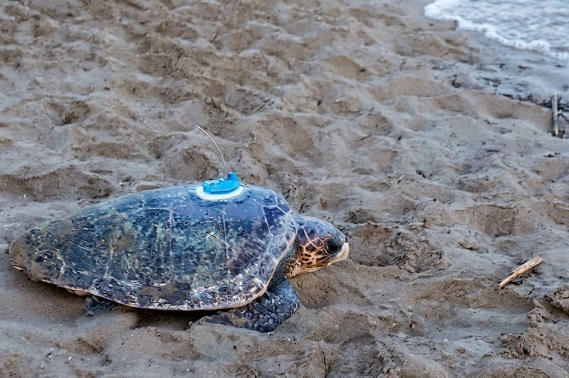Une tortue traverse 2700 km en Méditerranée